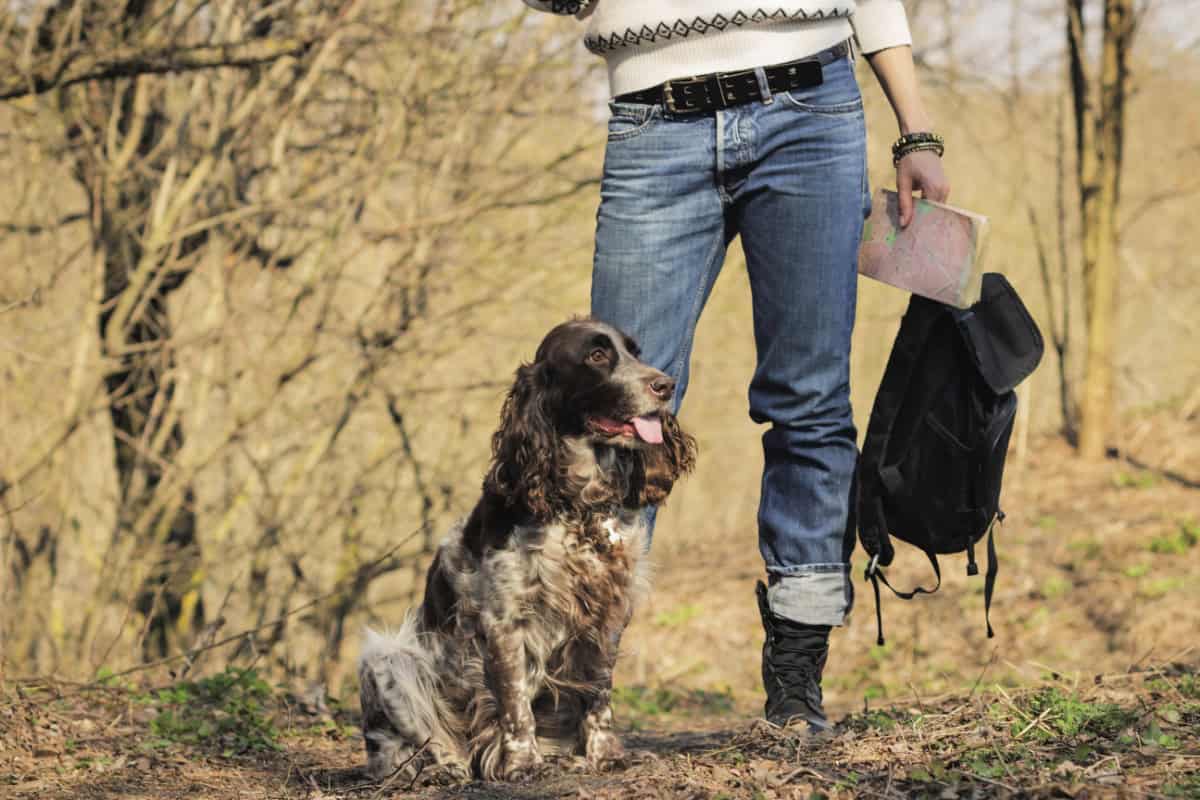 Woman with a spaniel dog on a woodland trail Woman with a spaniel dog on a woodland trail