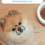 6 Possible Reasons Why Your Dog Suddenly Refuses to Eat