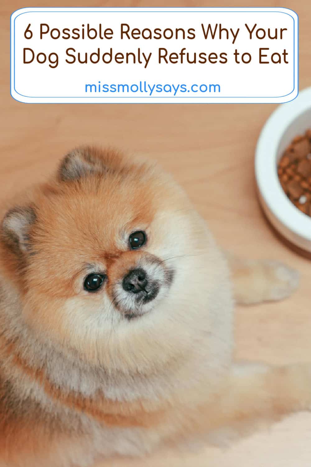 6 Possible Reasons Why Your Dog Suddenly Refuses to Eat