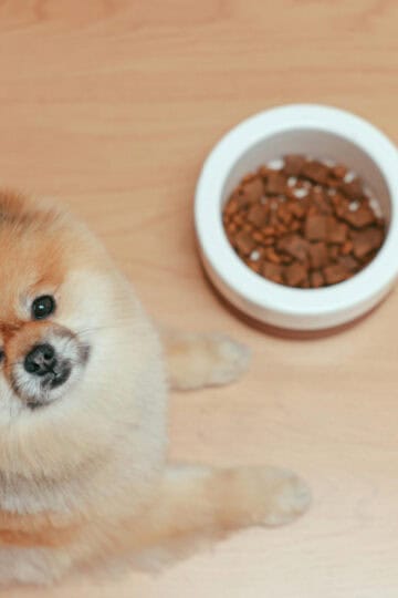 A Pomeranian dog laying on wooden floor with a food bowl