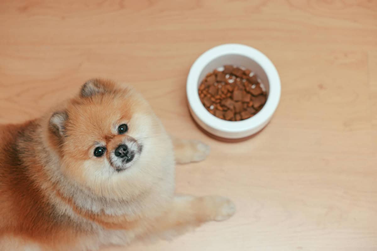A Pomeranian dog laying on wooden floor with a food bowl