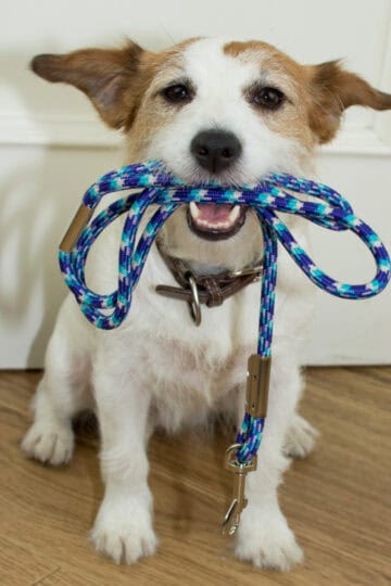 Cute dog sitting at door holding his leash
