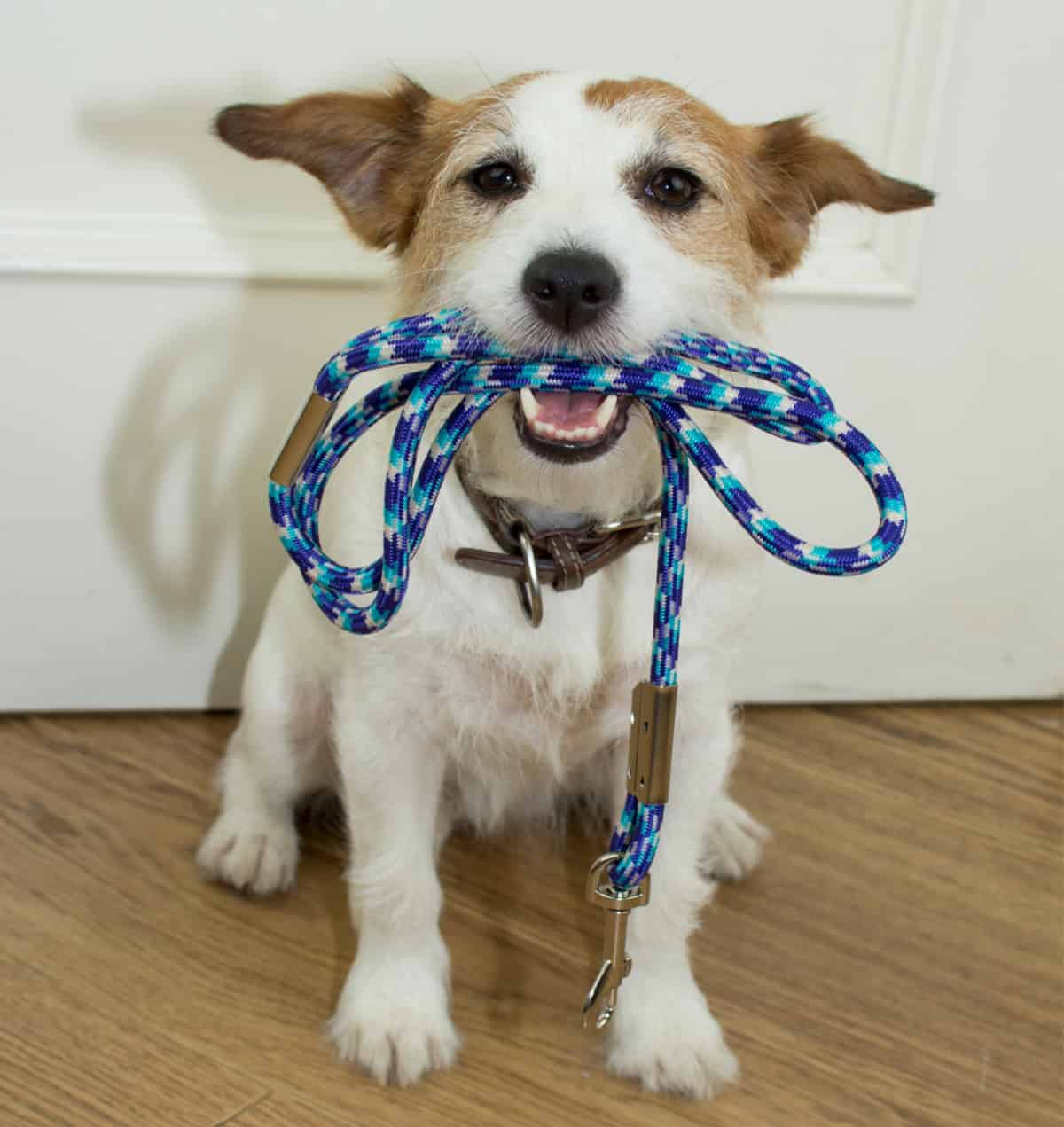 Cute dog sitting at door holding his leash