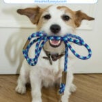 Scratch-Resistant Solutions: Choosing Doors That Hold Up To Active Dogs