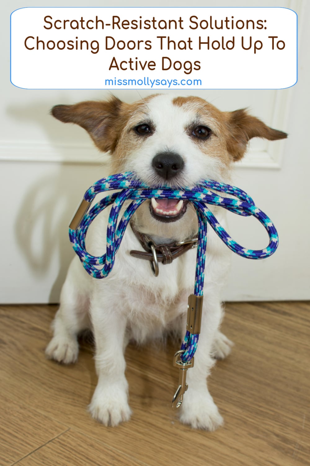 Scratch-Resistant Solutions: Choosing Doors That Hold Up To Active Dogs