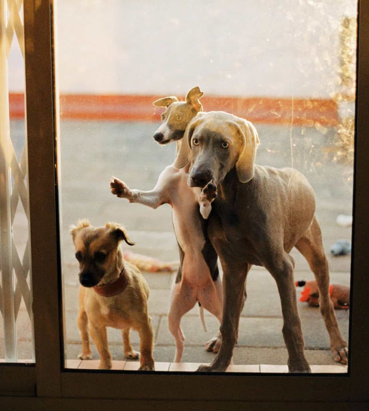 Three dogs scratching at a glass door