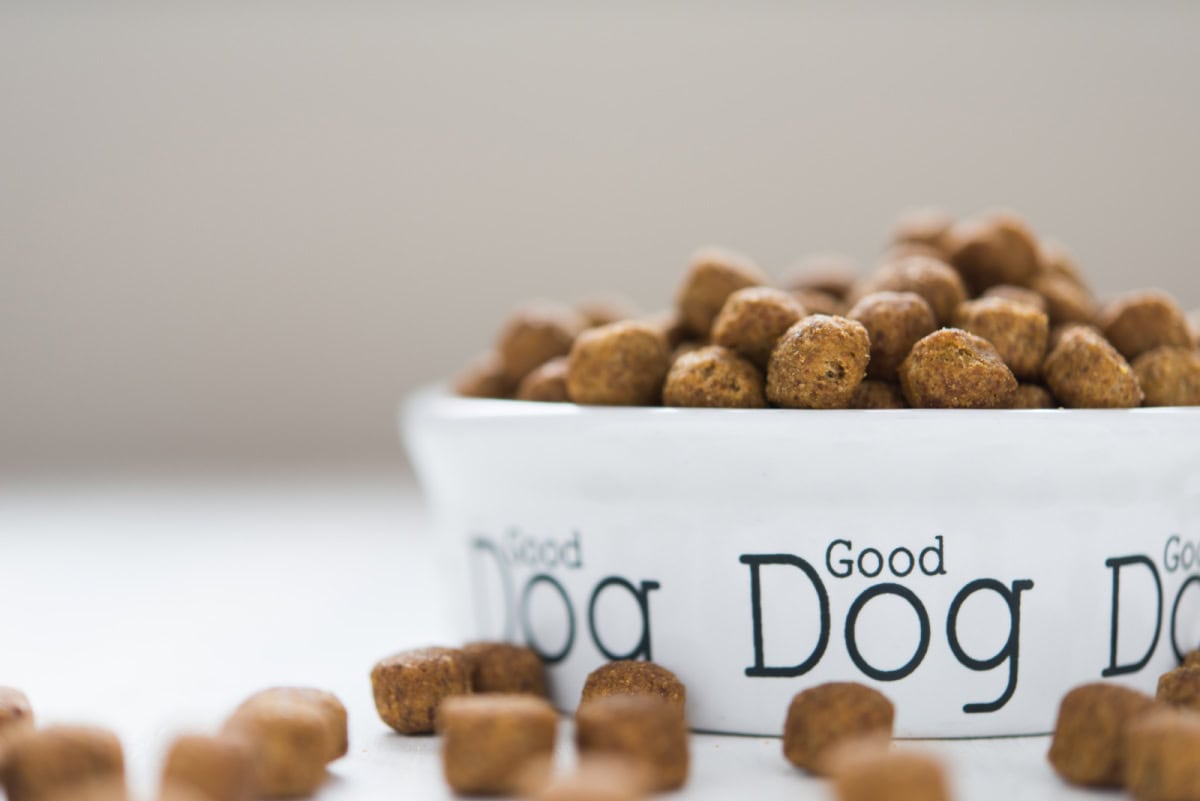 Ceramic dog bowl with food