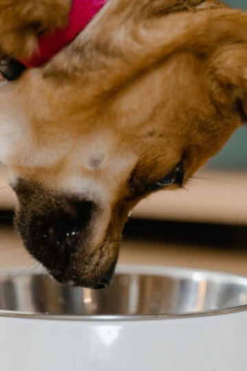 Dog looking down into dog bowl