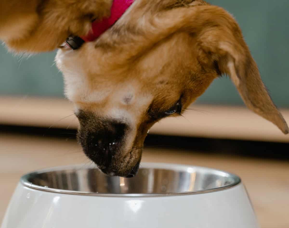 Dog looking down into dog bowl
