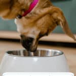 Why Regular Diet Evaluations Benefit Your Dog