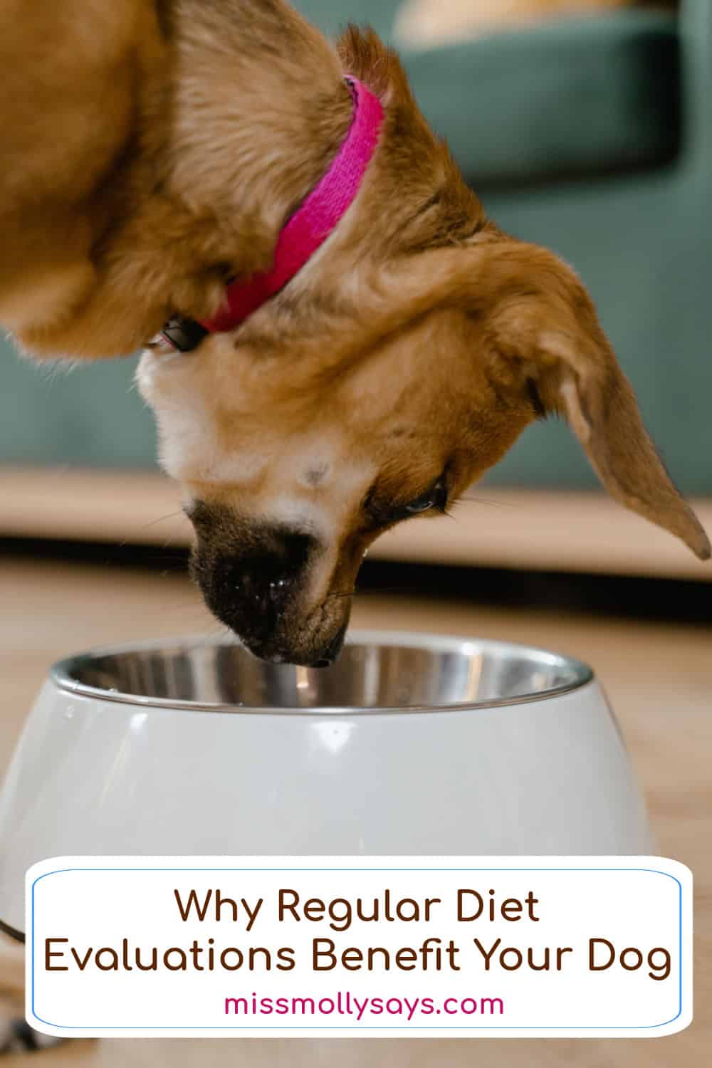Why Regular Diet Evaluations Benefit Your Dog
