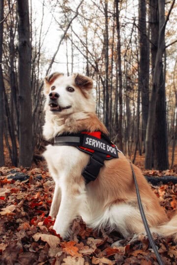 Beautiful service dog sitting in the woods