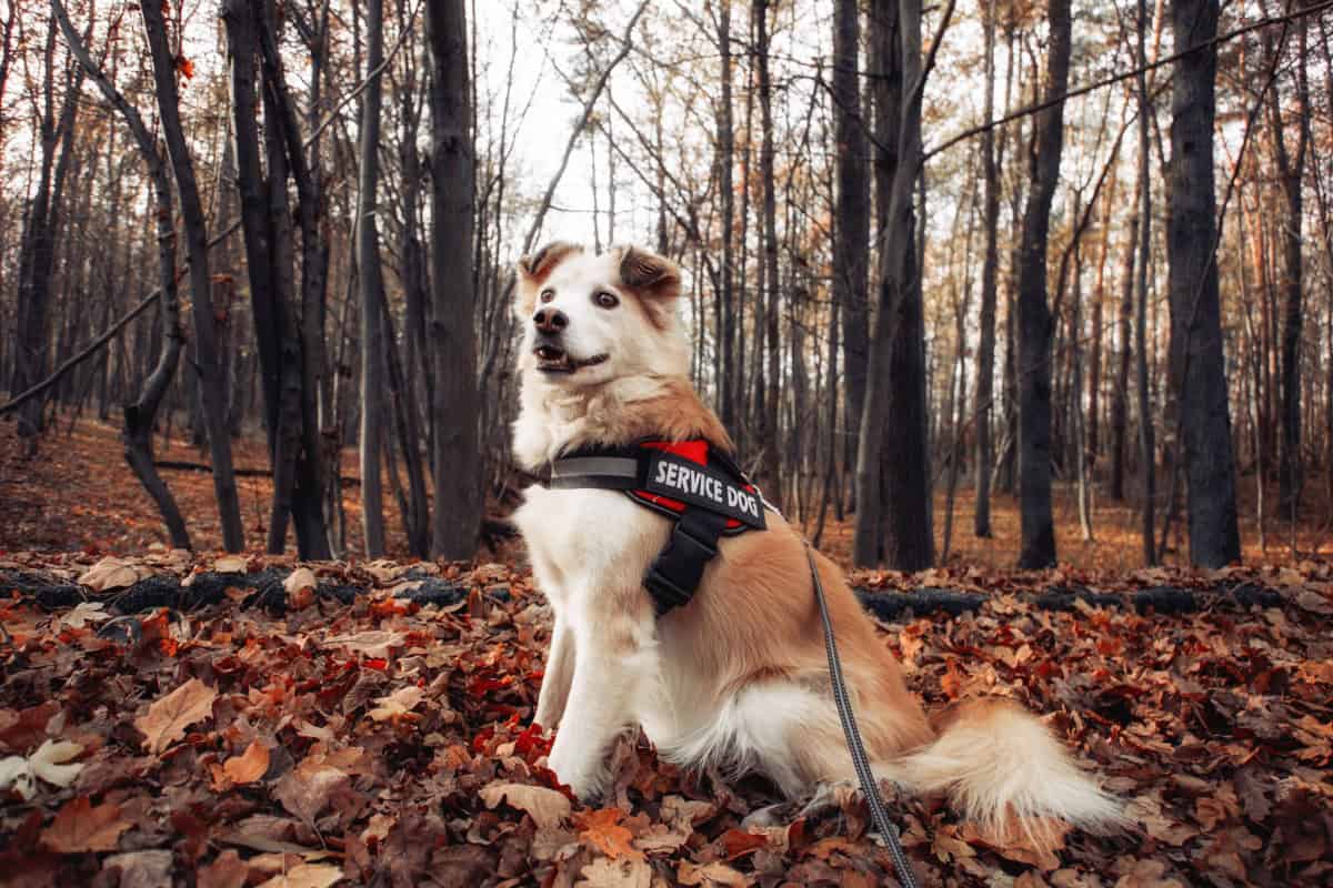 Beautiful service dog sitting in the woods