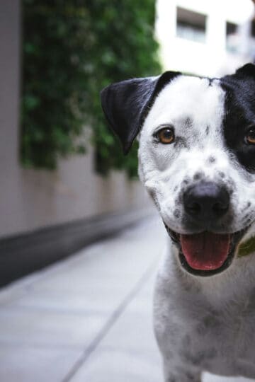 Black and white American pit bull terrier on a walk