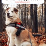 Born to Serve: The Top Traits and Breeds for Service and Emotional Support Dogs