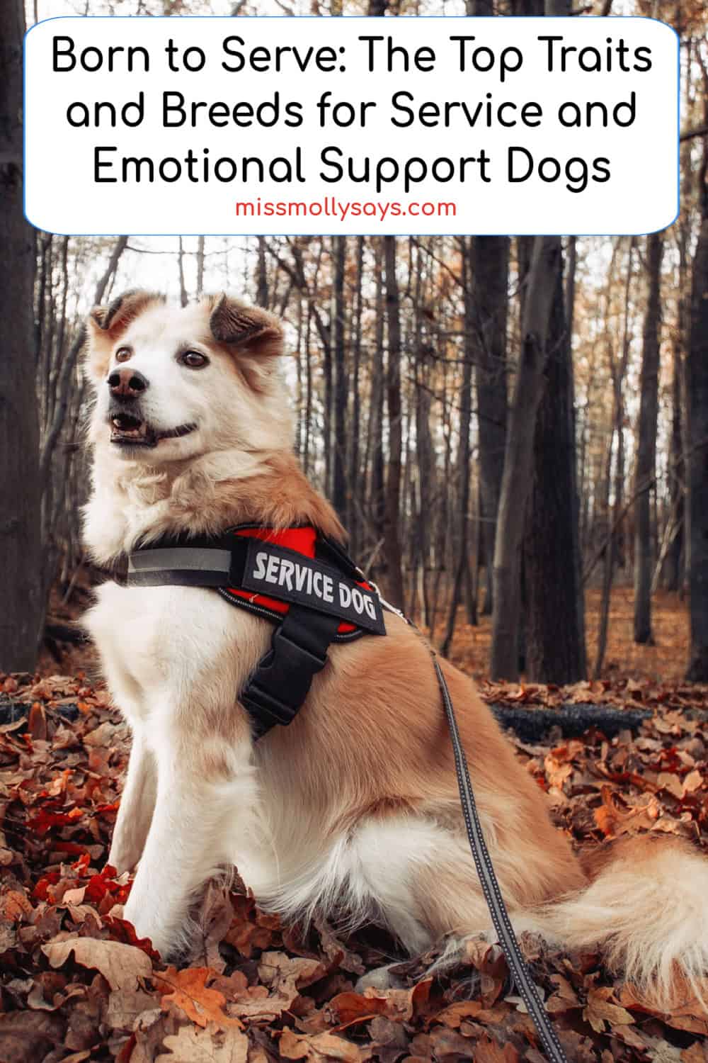 Born to Serve: The Top Traits and Breeds for Service and Emotional Support Dogs Born to Serve: The Top Traits and Breeds for Service and Emotional Support Dogs