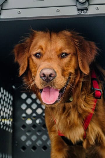 Happy brown dog with a red collar inside a pet carrier.
