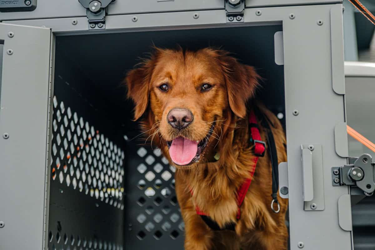 Happy brown dog with a red collar inside a pet carrier.