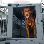 How to Choose the Right Travel Crate or Dog Box for Your Pet