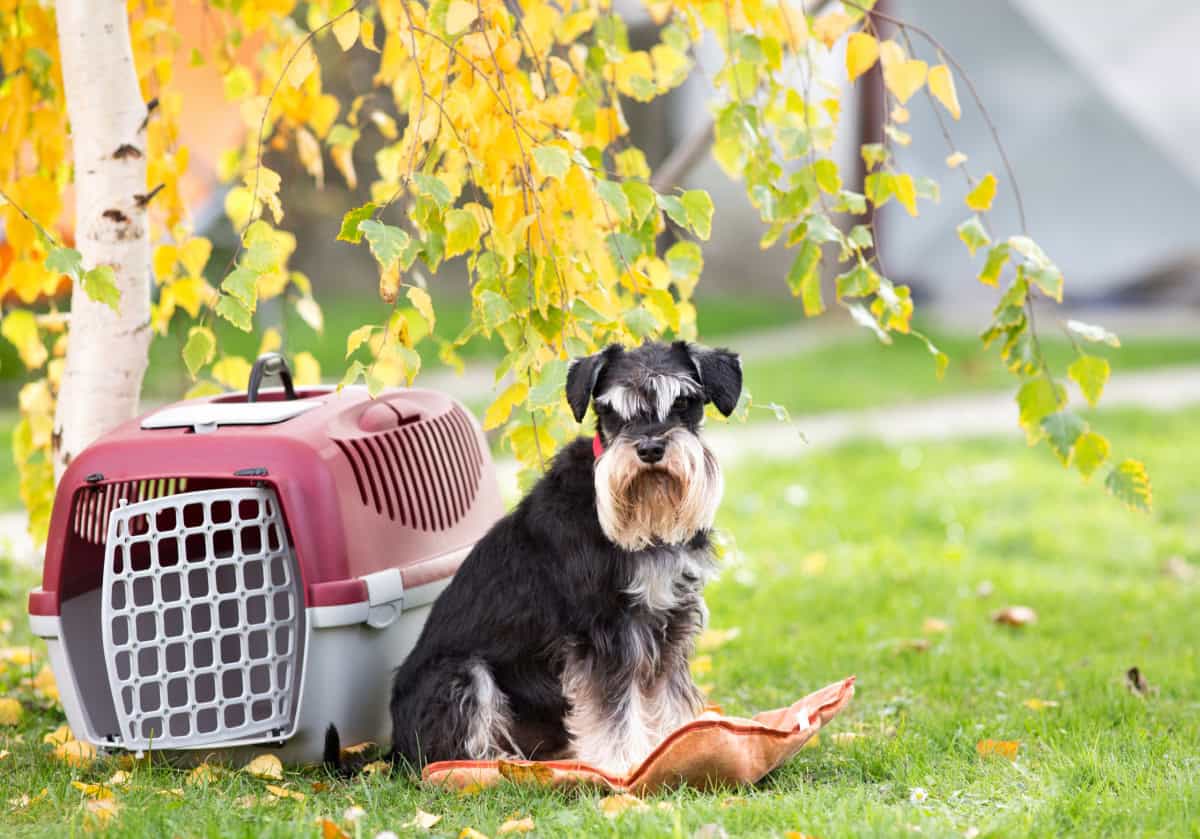 Small black and white dog sitting beside a dog crate in the grass