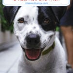 Why You Should Take Your Dog Out for More Than Just a Walk Now and Then