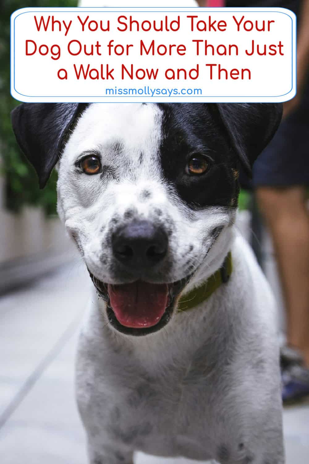 Why You Should Take Your Dog Out for More Than Just a Walk Now and Then