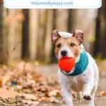 A Season-By-Season Guide To Parasite Risks For Pets