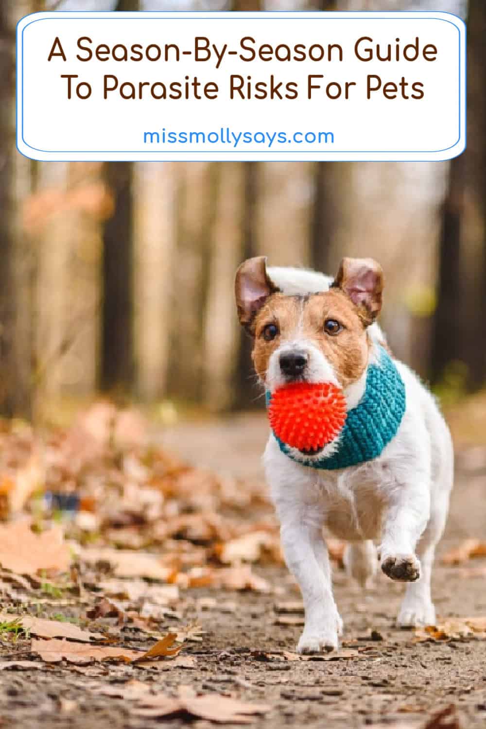 A Season-By-Season Guide To Parasite Risks For Pets A Season-By-Season Guide To Parasite Risks For Pets
