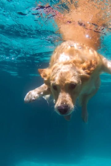 A large brown dog swimming underwater