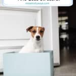Moving With Pets: How To Make A Home Move Safer And Less Stressful
