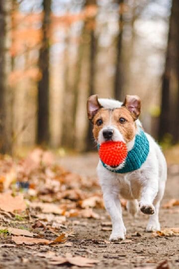 Small brown and white dog carrying an orange ball