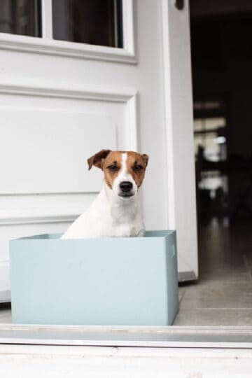 Small brown and white dog sitting in a box in the doorway on moving day