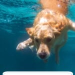 Swimming With Pets: Essential Dos And Don’ts For Safer Water Fun