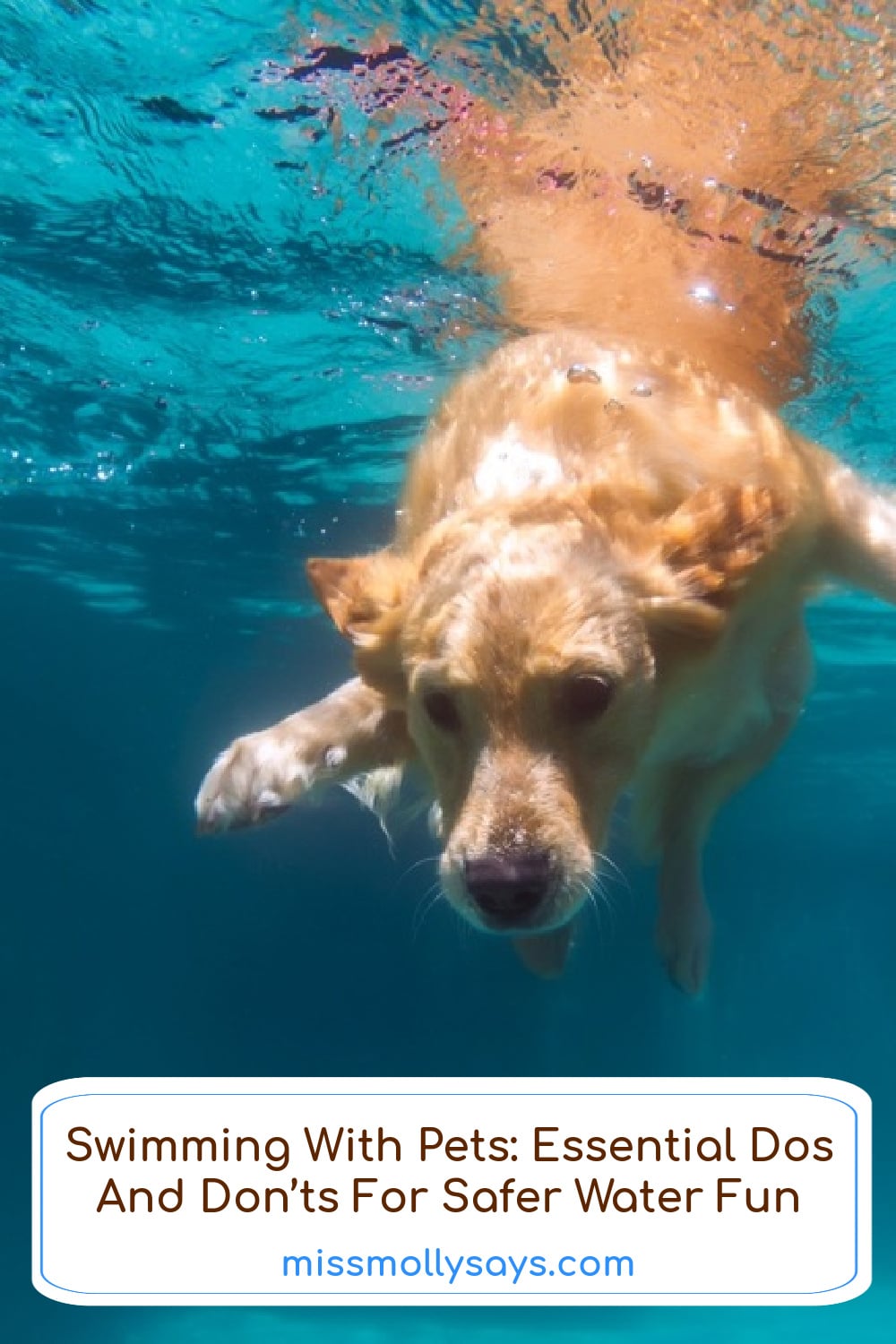 Swimming With Pets: Essential Dos And Don'ts For Safer Water Fun Swimming With Pets: Essential Dos And Don'ts For Safer Water Fun