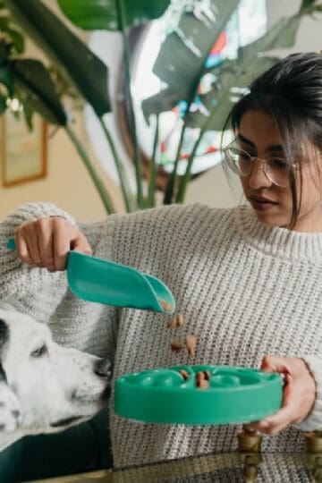 Helping Your Pet Lose Weight The Dos And Don’ts Of Healthy Weight Management