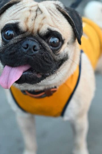 Light-colored pug dog wearing a yellow harness
