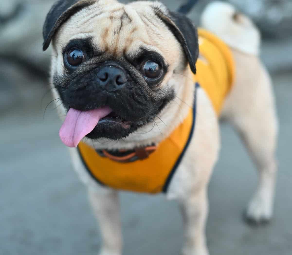Light-colored pug dog wearing a yellow harness Light-colored pug dog wearing a yellow harness