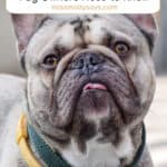 Snub-Nosed Breeds and Air Travel: What Frenchie and Pug Owners Need to Know