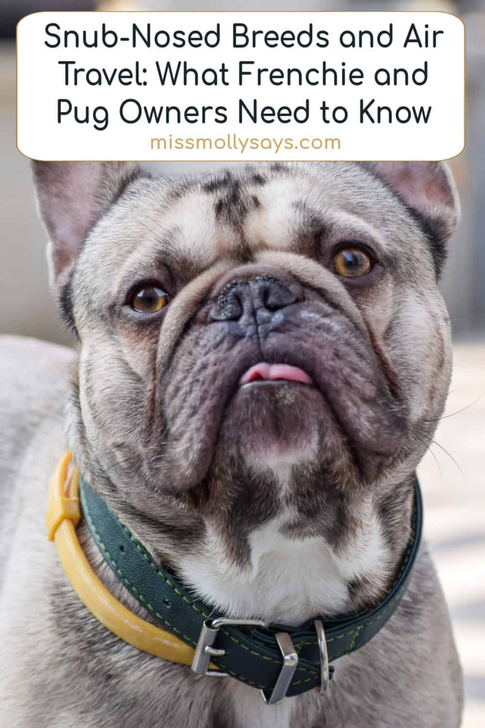 Snub-Nosed Breeds and Air Travel: What Frenchie and Pug Owners Need to Know Snub-Nosed Breeds and Air Travel: What Frenchie and Pug Owners Need to Know