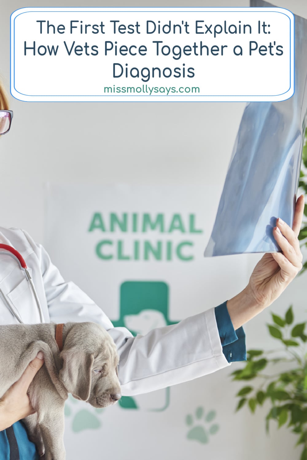 The First Test Didn't Explain It: How Vets Piece Together a Pet's Diagnosis