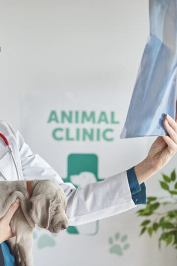 Vet holding a dog and looking at an x-ray