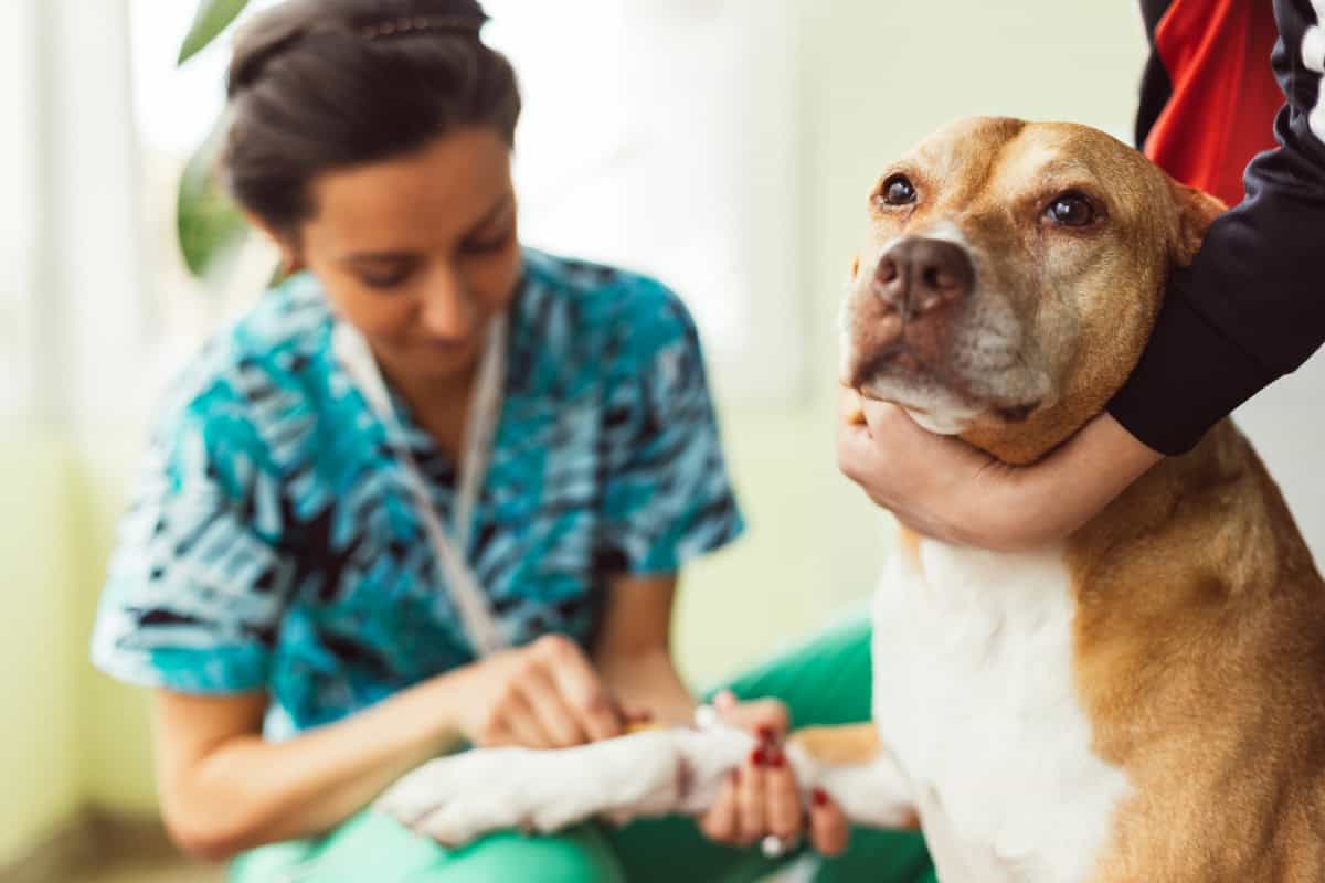Vet tech drawing blood from a large dog